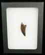 Inch Nanotyrannus Tooth - South Dakota #4545-2
